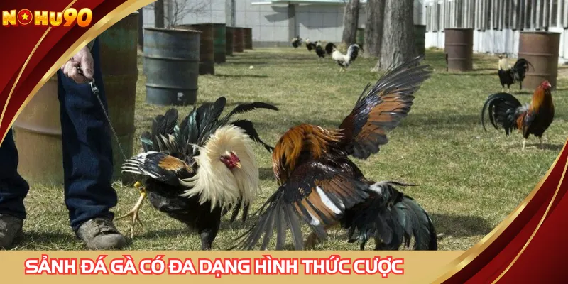 Sảnh đá gà có đa dạng hình thức cược